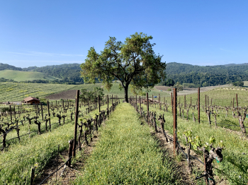 Green April 2021 - Oak tree and Counoise from above