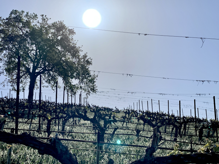 Green April 2021 - New growth in Counoise