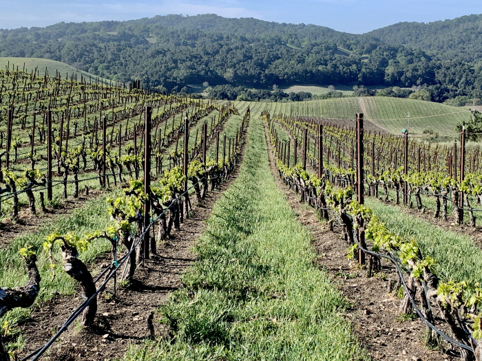Green April 2021 - Long View in Grenache