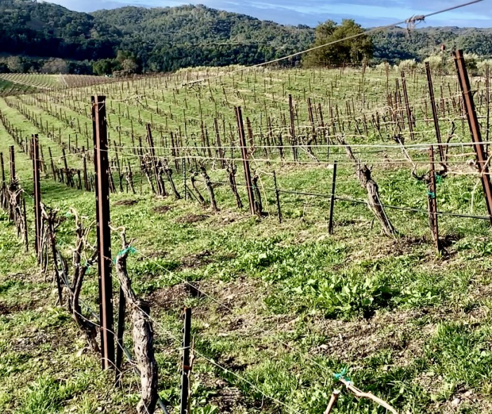 Syrah block with layering