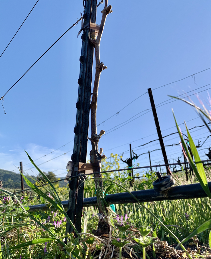 Syrah block layering new growth