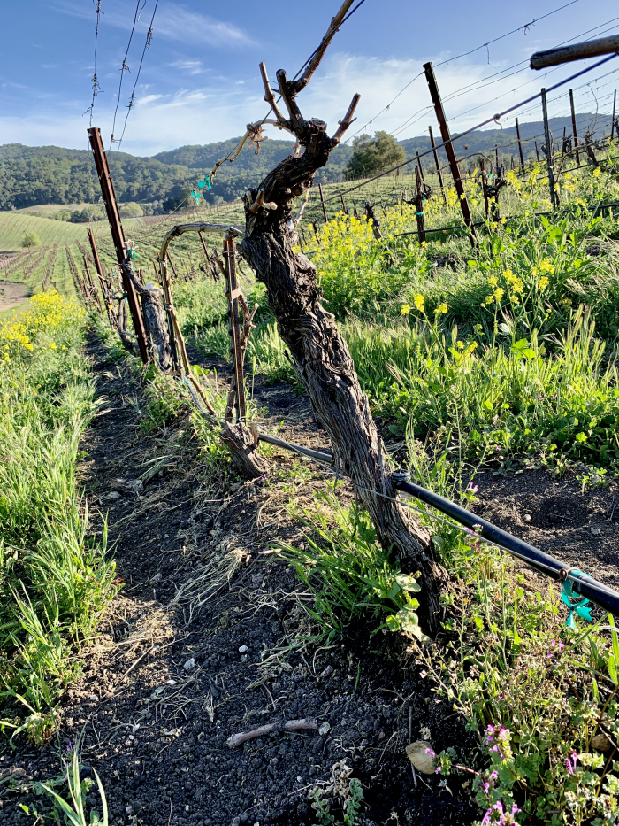 Syrah block - latering sprouting