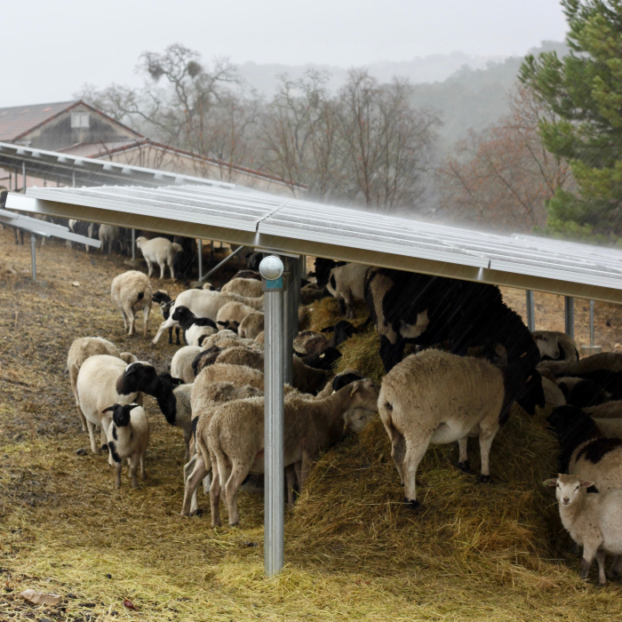Sheep huddling under solar panels in storm
