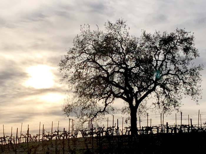 Eli - Oak tree in with winter clouds