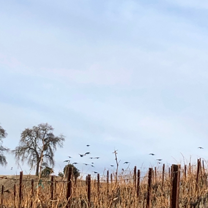 Eli - Birds over vines