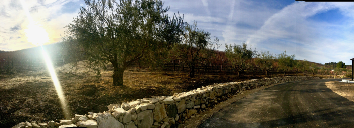 Seb - Panoramic with olive trees