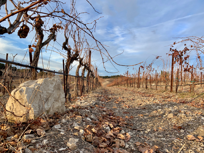 Unpruned Roussanne vines and limestone rock