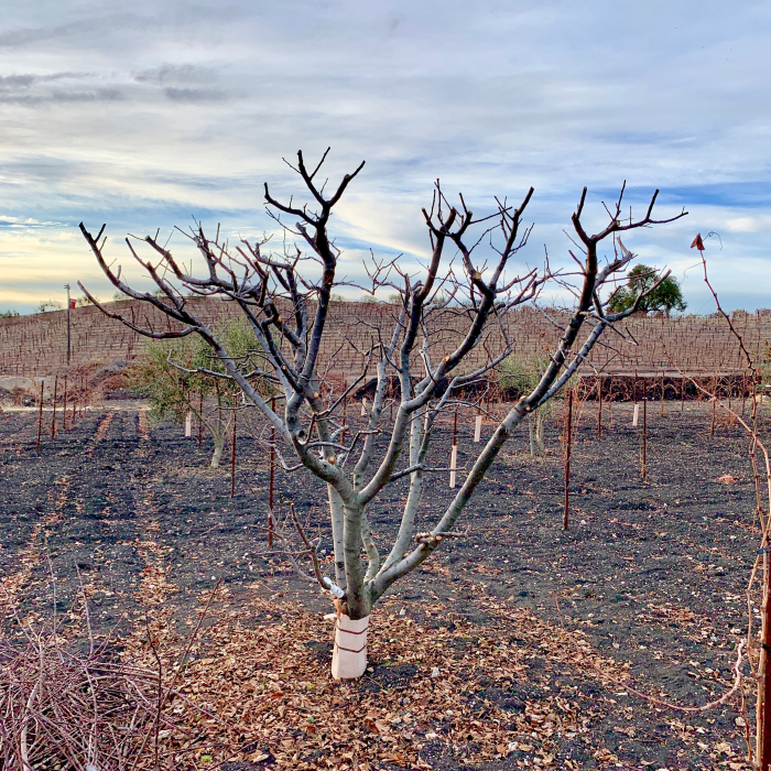 Newly pruned fruit tree