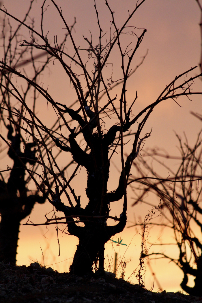 Grenache vine on Scruffy Hill at Sunset