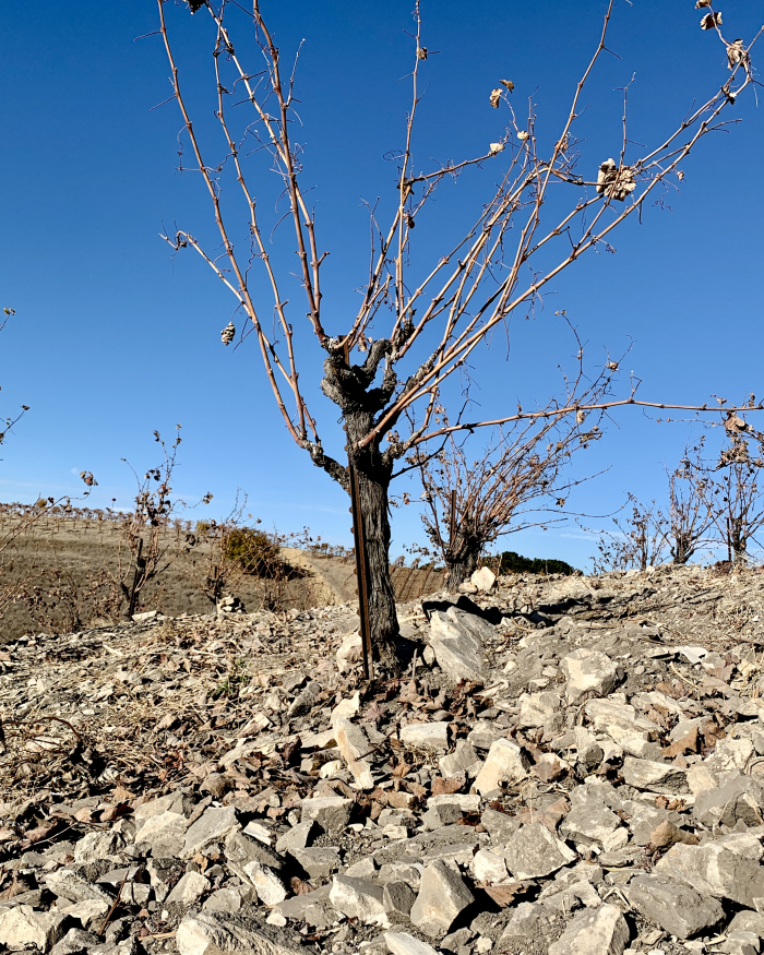 Head Trained Mourvedre Vine in Late Fall