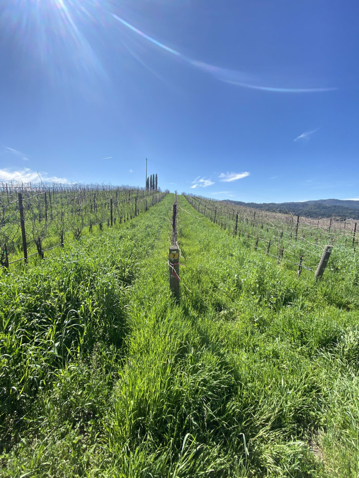 Biochar - Growth from application