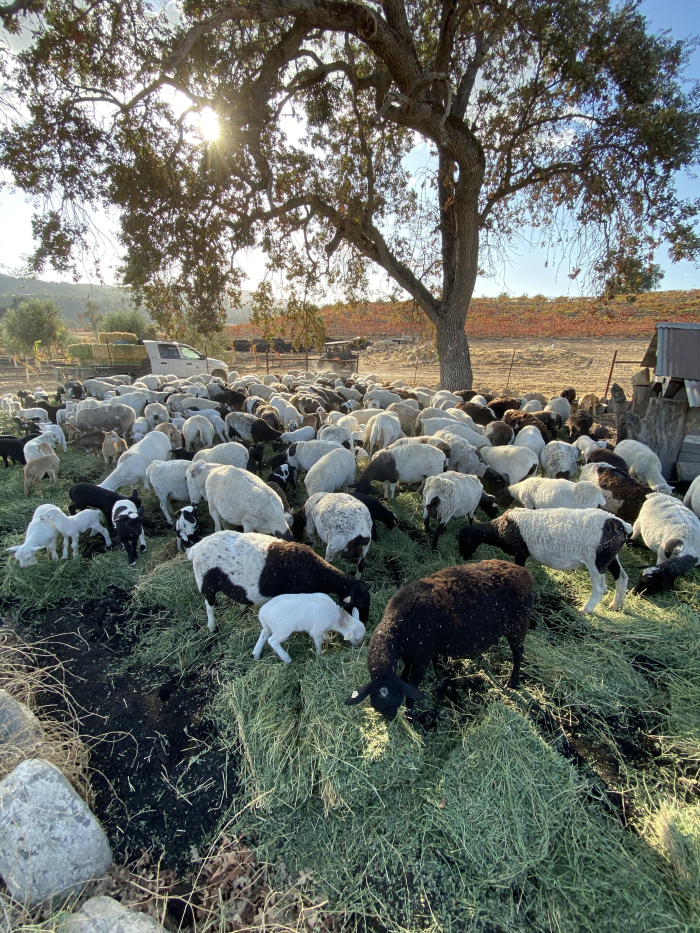 Biochar - Grazing sheep