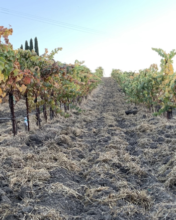 Syrah rows before frost cropped
