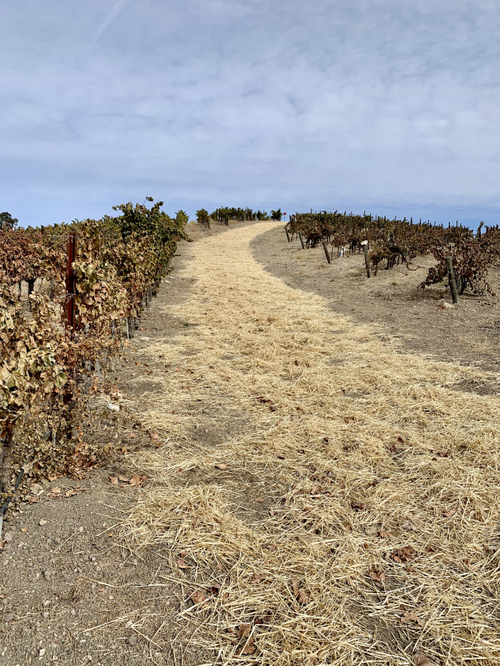 Straw on vineyard road
