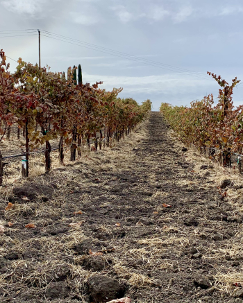 Syrah rows after frost cropped
