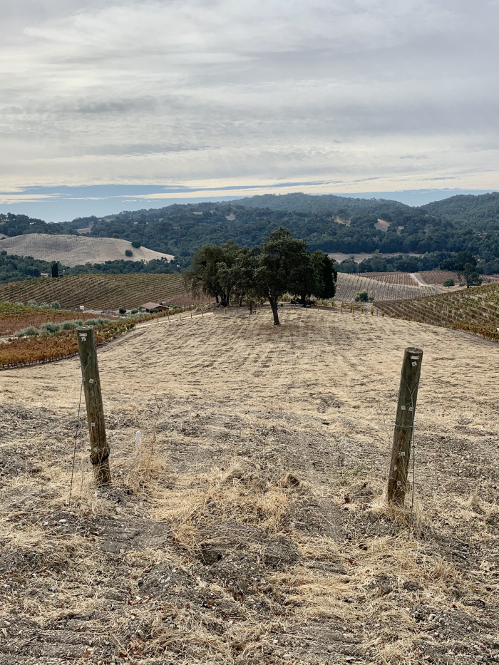 Cleared ex-Mourvedre AV