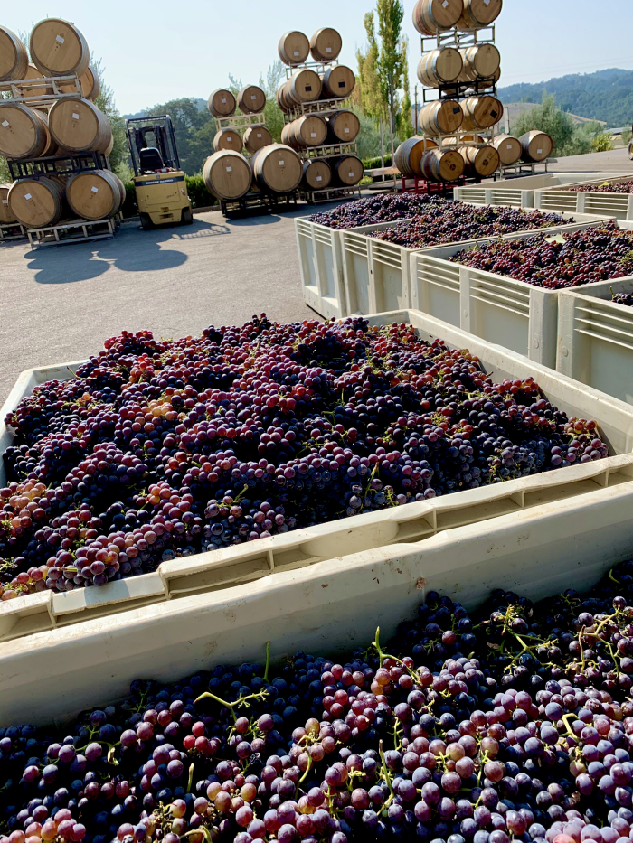 Crushpad with bins and barrels