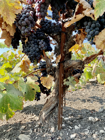 Counoise head trained