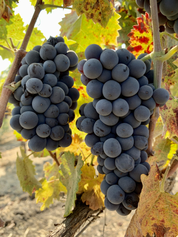 Mourvedre clusters