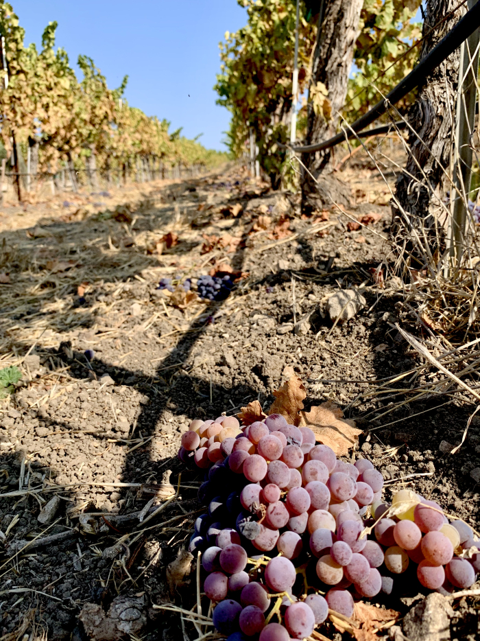 Grenache cluster on the ground