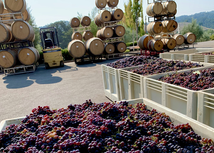 Crushpad October 2020