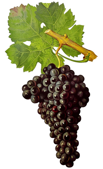 VACCARESE Lithograph