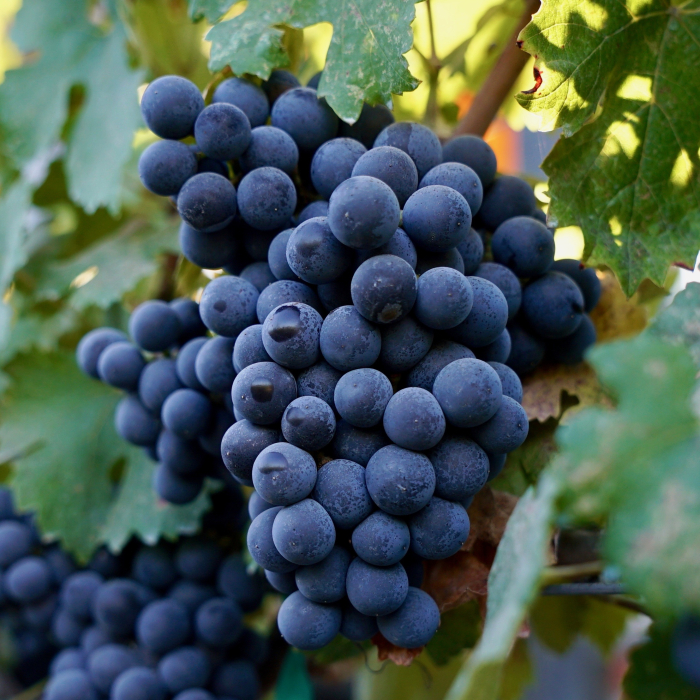 Vaccarese Cluster Square