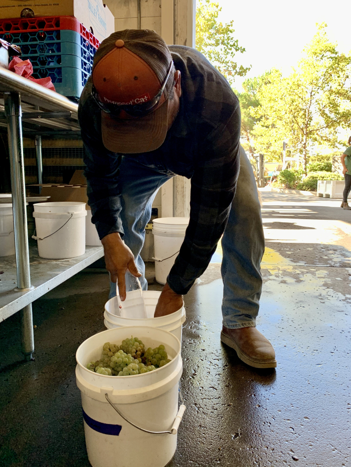 David sampling Roussanne and Grenache