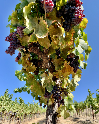 Grenache from Below Sept 2020