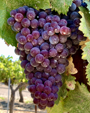 Grenache gemstones cropped