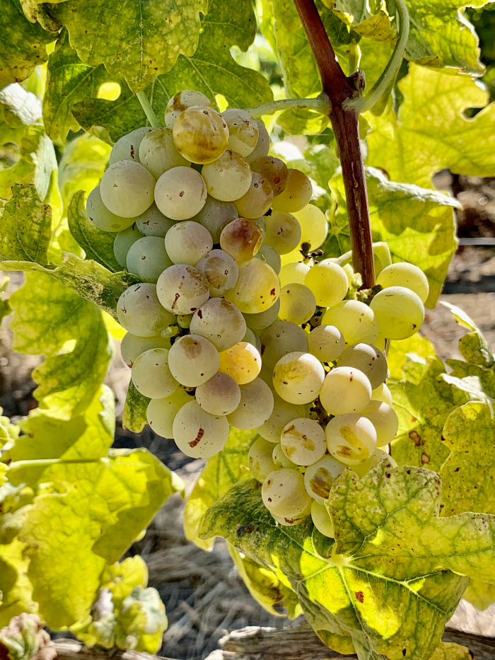 Roussanne Sept 2020
