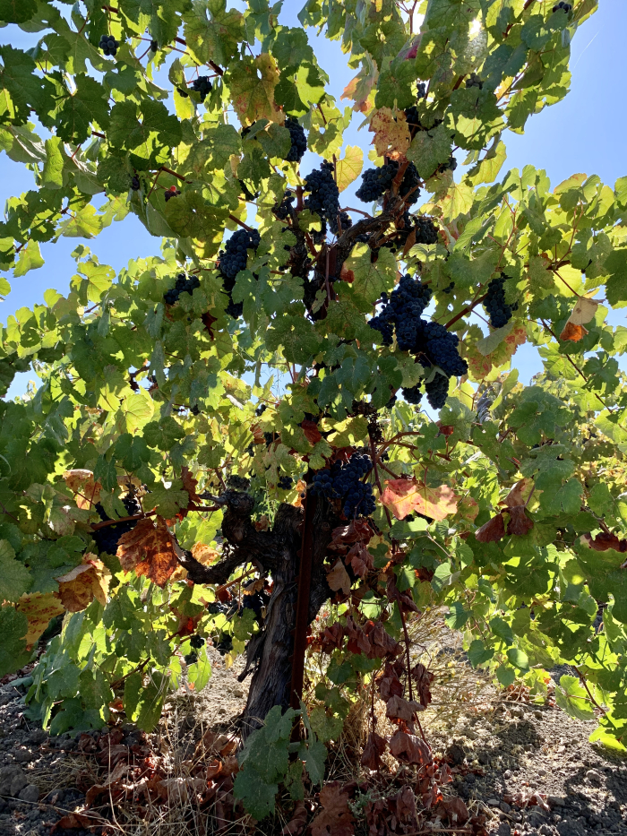 Tannat Sept 2020
