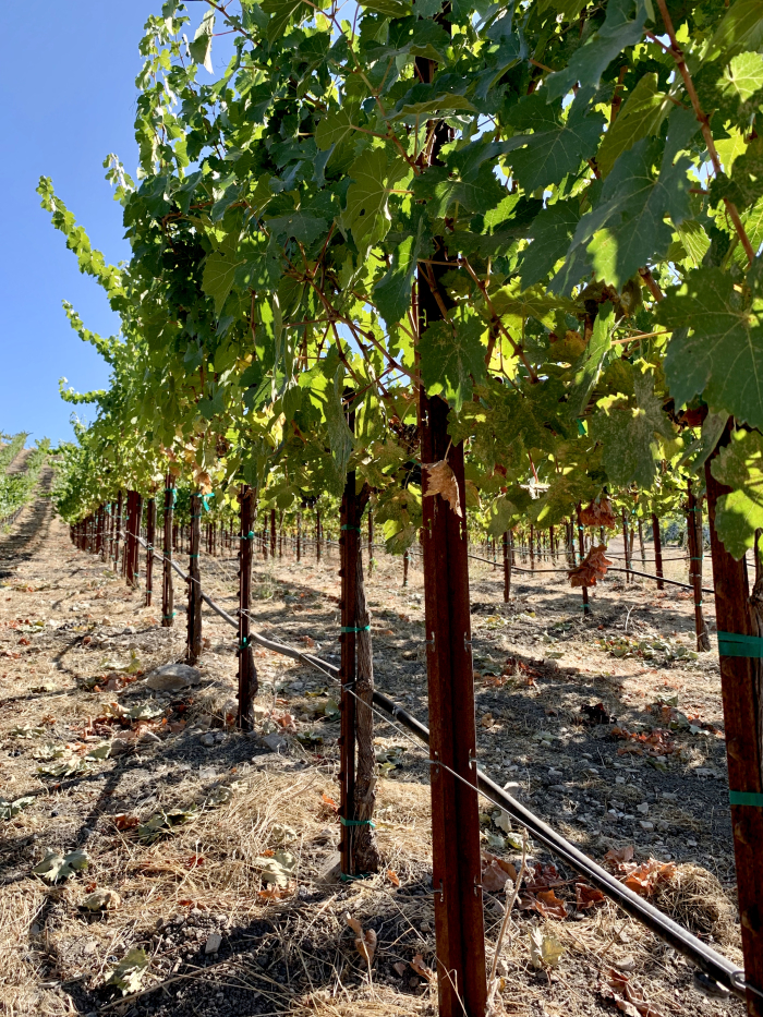 Picked Cinsaut Sept 2020