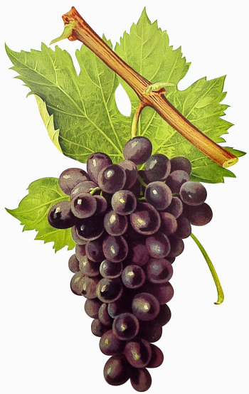 CINSAUT