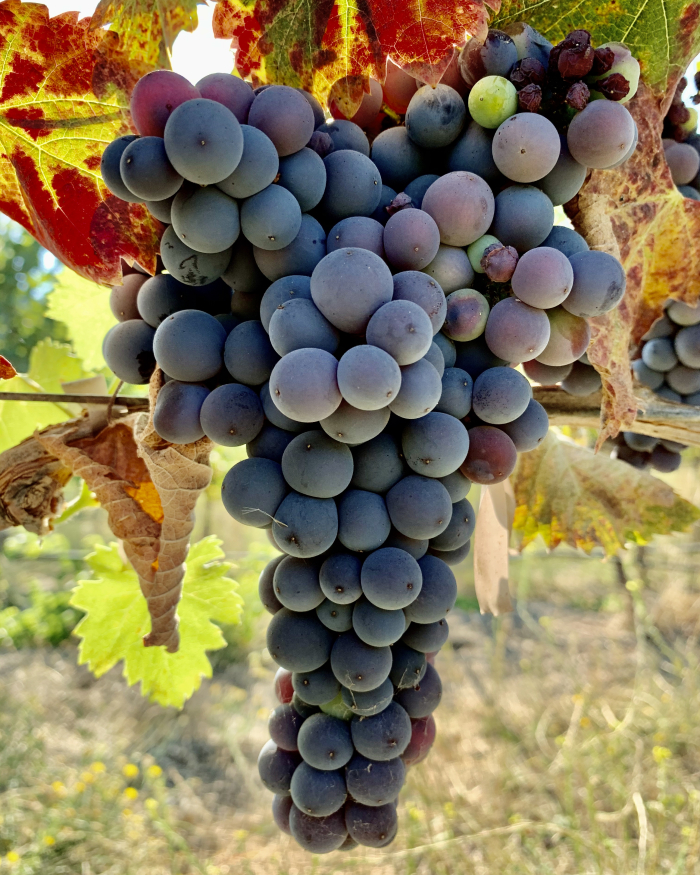 Mourvedre pre-harvest 2020