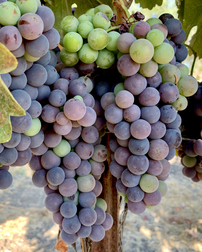 Counoise pre-harvest 2020