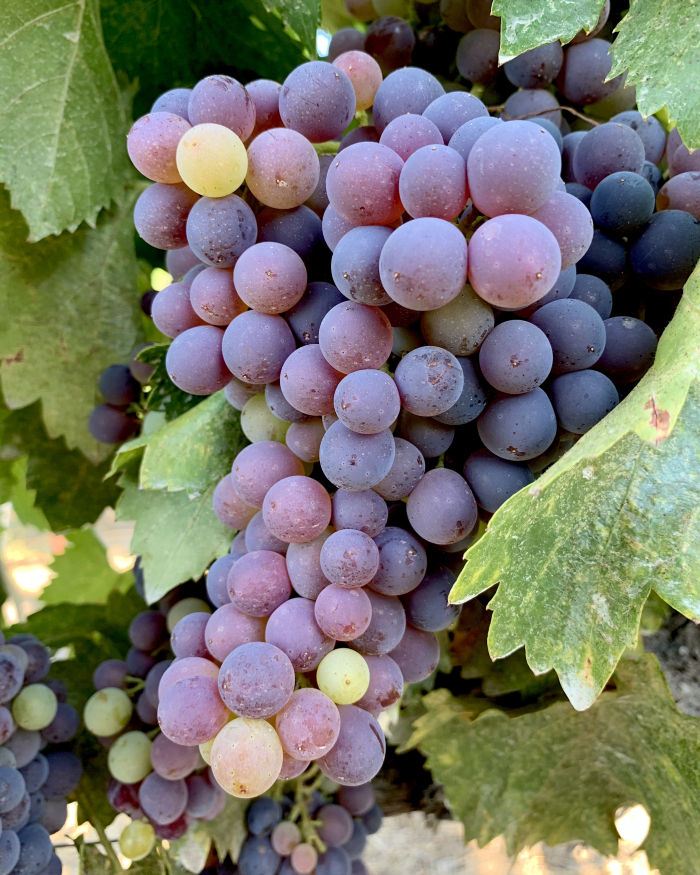 Grenache pre-harvest 2020
