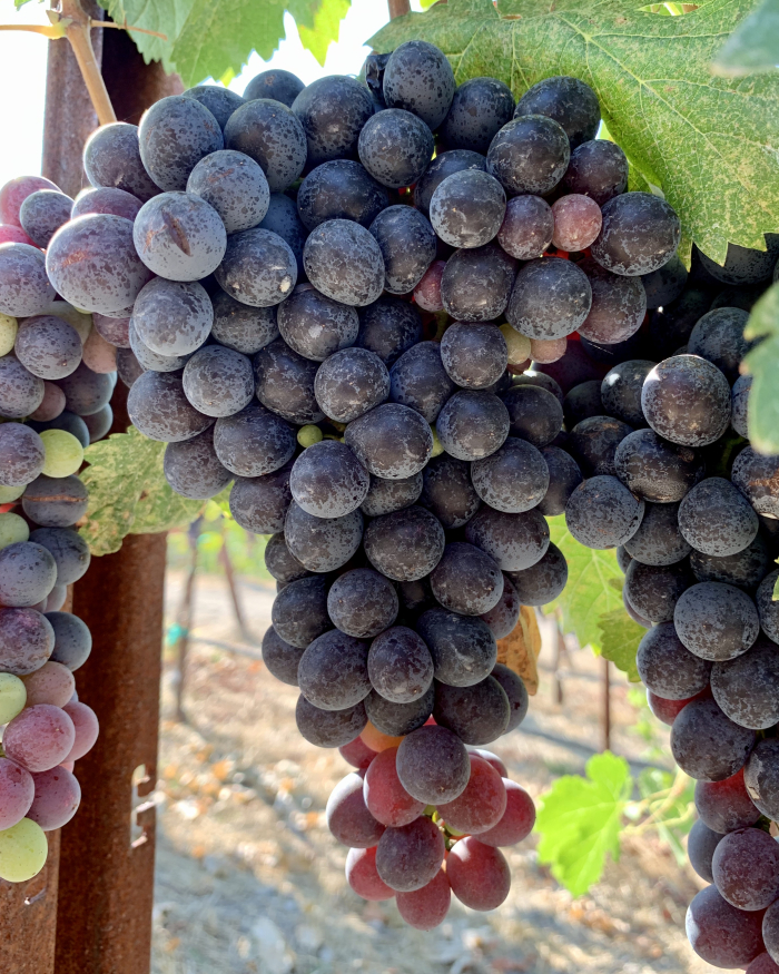 Cinsaut pre-harvest 2020
