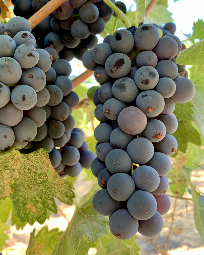 Syrah pre-harvest 2020