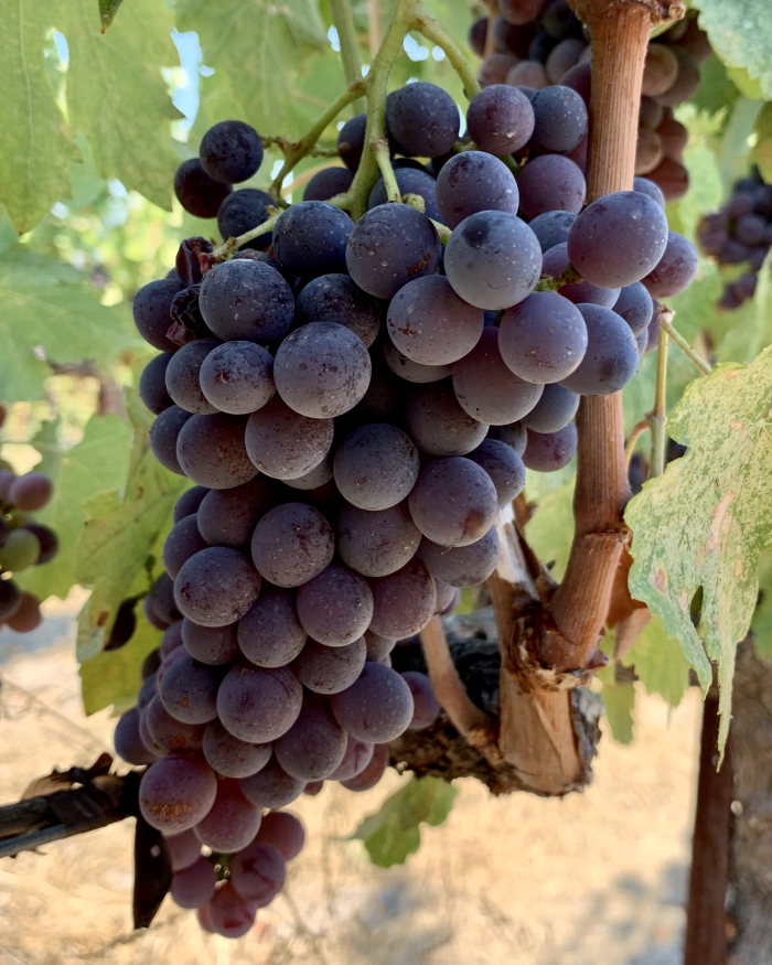 Terret pre-harvest 2020