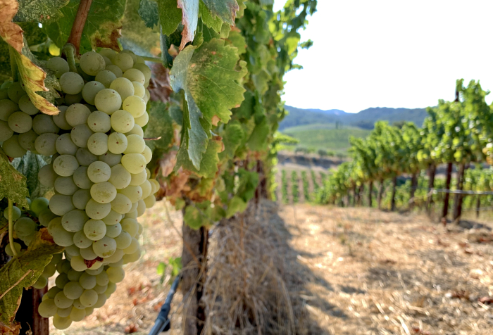 Grenache Blanc pre-harvest 2020