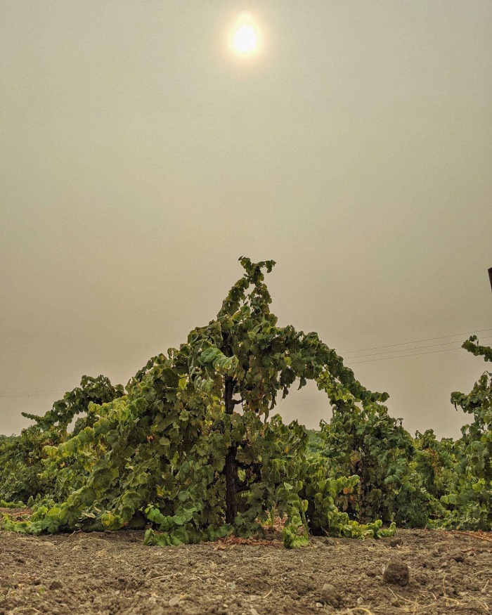 Smoky skies over Tannat