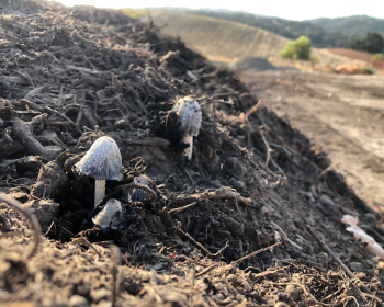 Mushrooms growing on Compost pile