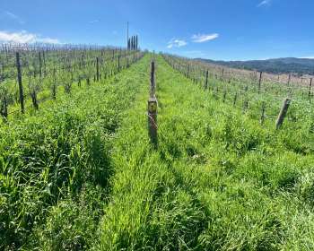 Growth from biochar application