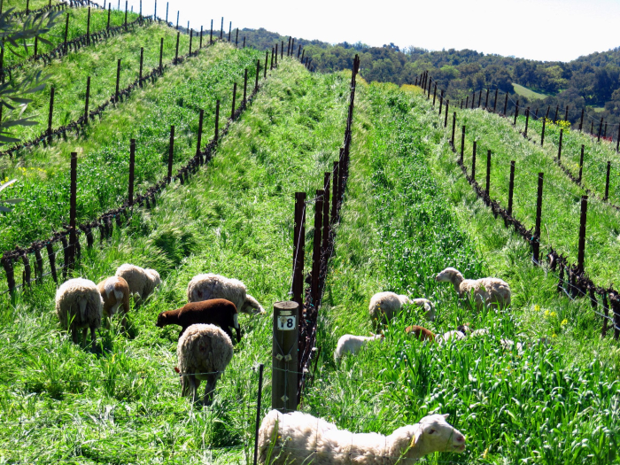 Flock of sheep in tall grass