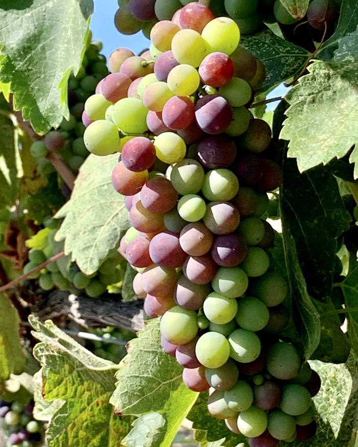 Veraison 2020 - syrah