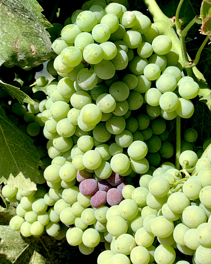 Veraison 2020 - grenache