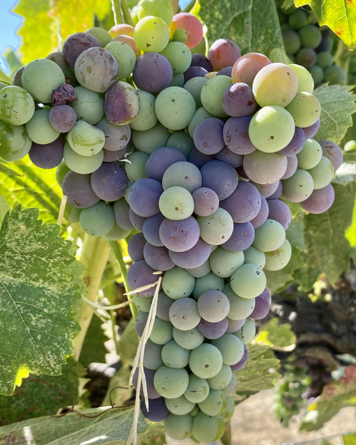 Veraison 2020 - mourvedre