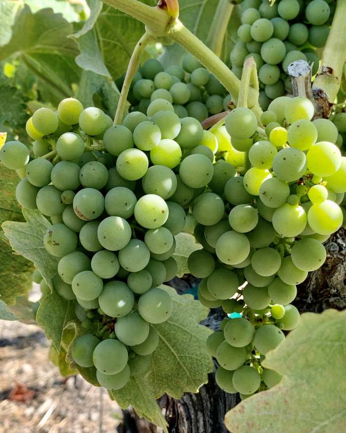 Veraison 2020 - counoise