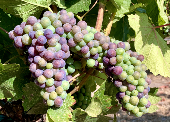 Veraison 2020 - pinot